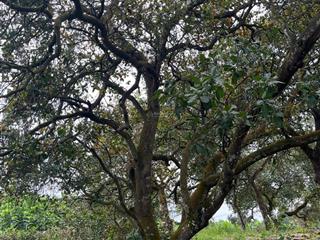 Bán gấp lô đất 1200m2 vườn điều  trái cây cổ thụ  suối chảy quanh năm  ngang 20m