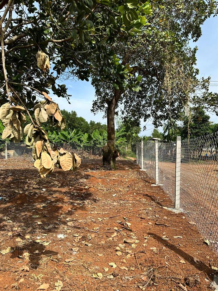 Chính chủ cần bán gấp lô đất vườn trái cây view hồ 2400m2 tại thống nhất  ngang 40m  shr