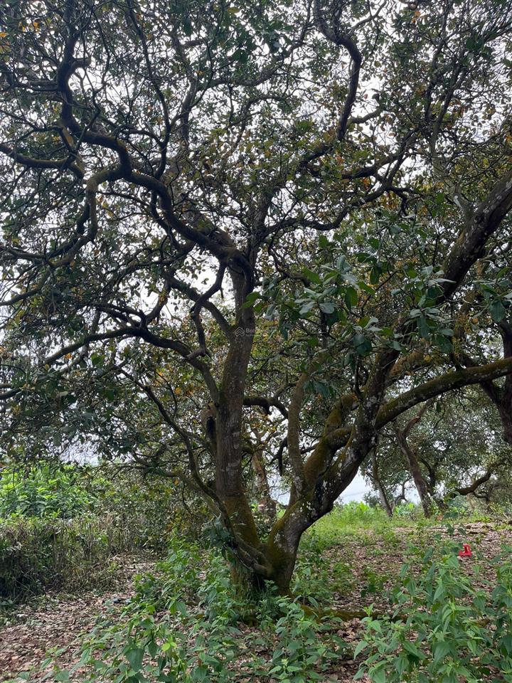 Chính chủ cần bán gấp lô đất vườn trái cây view hồ 2400m2 tại thống nhất  ngang 40m  shr