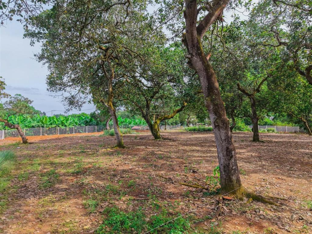 Chính chủ cần bán gấp lô đất vườn trái cây view hồ 2400m2 tại thống nhất  ngang 40m  shr