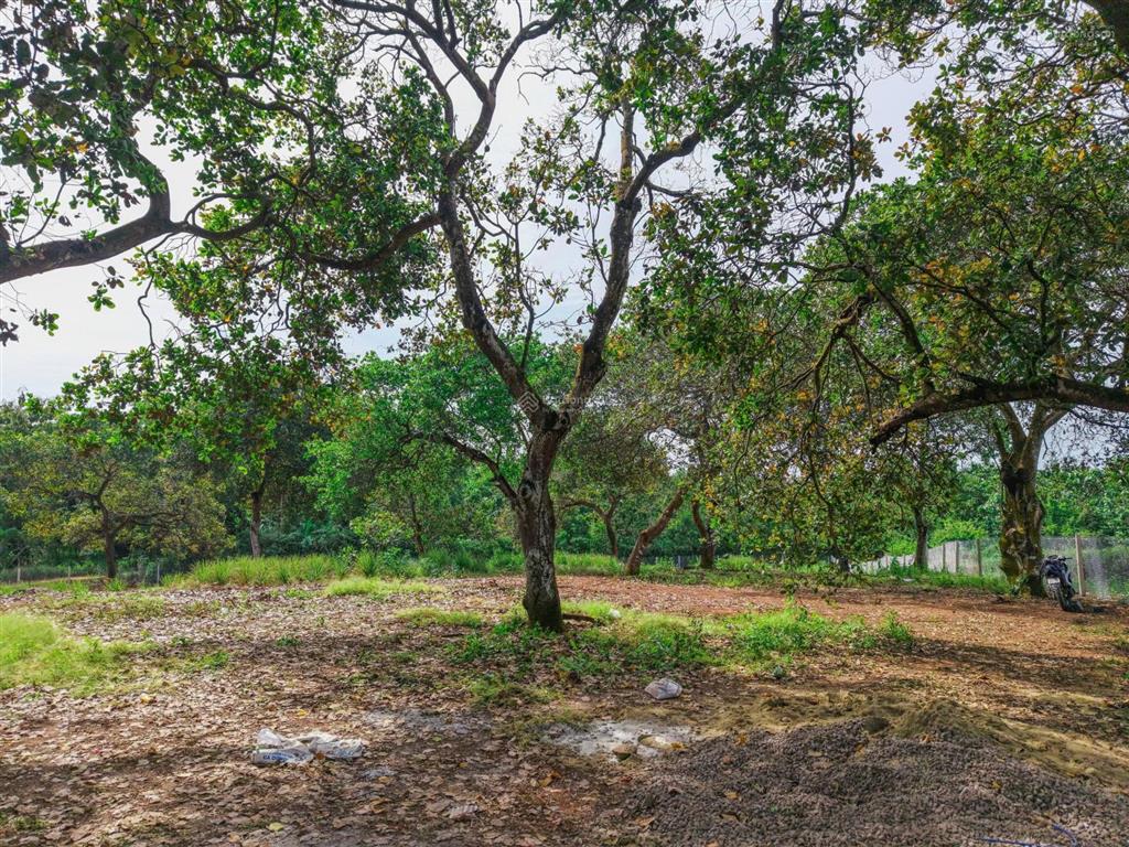 Chính chủ cần bán gấp lô đất vườn trái cây view hồ 2400m2 tại thống nhất  ngang 40m  shr