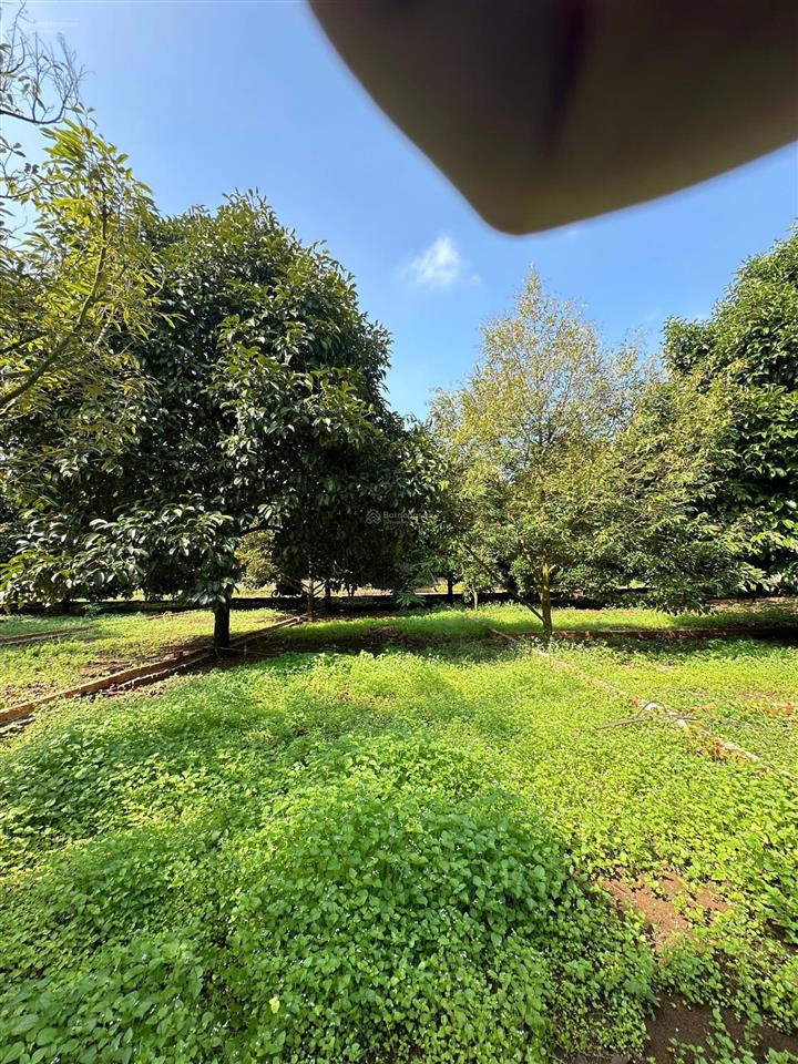 Bán gấp lô đất 125m2 full thổ cư gần trung tâm hành chính dầu giây  đầy đủ tiện ích  đường xe hơi