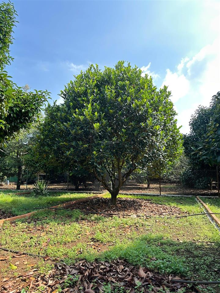 Bán gấp lô đất 125m2 full thổ cư gần trung tâm hành chính dầu giây  đầy đủ tiện ích  đường xe hơi