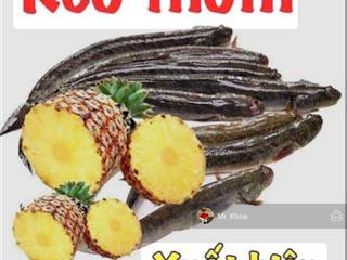 Chính chủ bán gấp đất thổ 143m2 đ.cây trôm mỹ khánh , thái mỹ, 790tr sổ sẵn