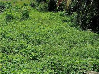 185m2 thổ cư phú an hòa, châu thành, bến tre, gần ubnd châu thành. shr, full thổ