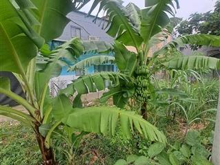 Bán đất thổ cư đường an phú đông 9 phường an phú đông quận 12