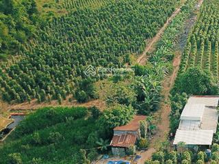 Bán đất rạch vẹm, gành dầu, phú quốc, 1,7 tỷ, 1000 m2, đẹp, cách biển 4km