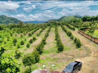 Gia đình ở xa cần bán farm sầu riêng xã phú an  huyện tân phú  đồng nai
