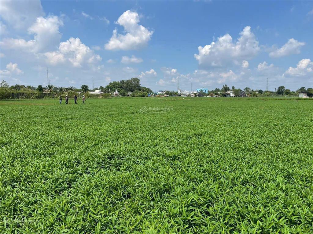 Bán đất quy hoạch đất ở, (25m x 79m), cách đường bình mỹ chỉ 250m, bình mỹ củ chi