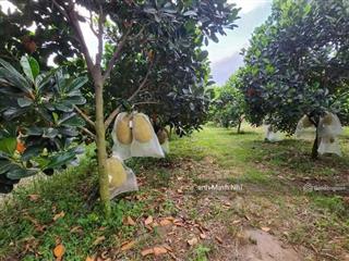 Bán lô đất vườn mít gần chợ phước thành hồ chí minh giá 890tr /592,2m2(16*36) thổ cư 100m2 sổ sẳn