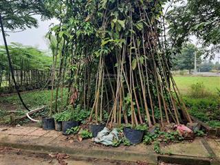 Bán đất kdc bình minh, trảng bom