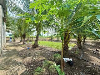 Vườn bảo quang,giá 510tr/1sao, long khánhi, giá siêu hời 4310 m2