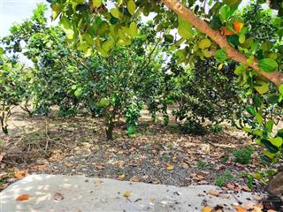 Vườn trái cây, view núi có nhà, giá 1,8 tỷ, 2000m2