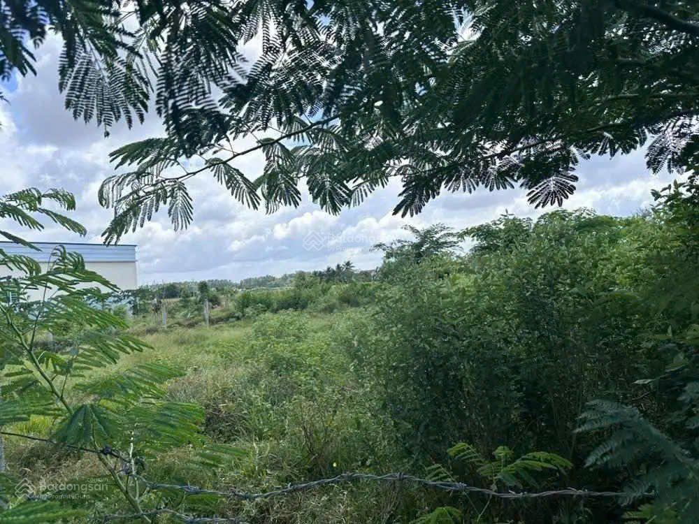 Bán đất tại tân mỹ, đức hòa, long an. dt 2.226 m2, giá cực rẻ