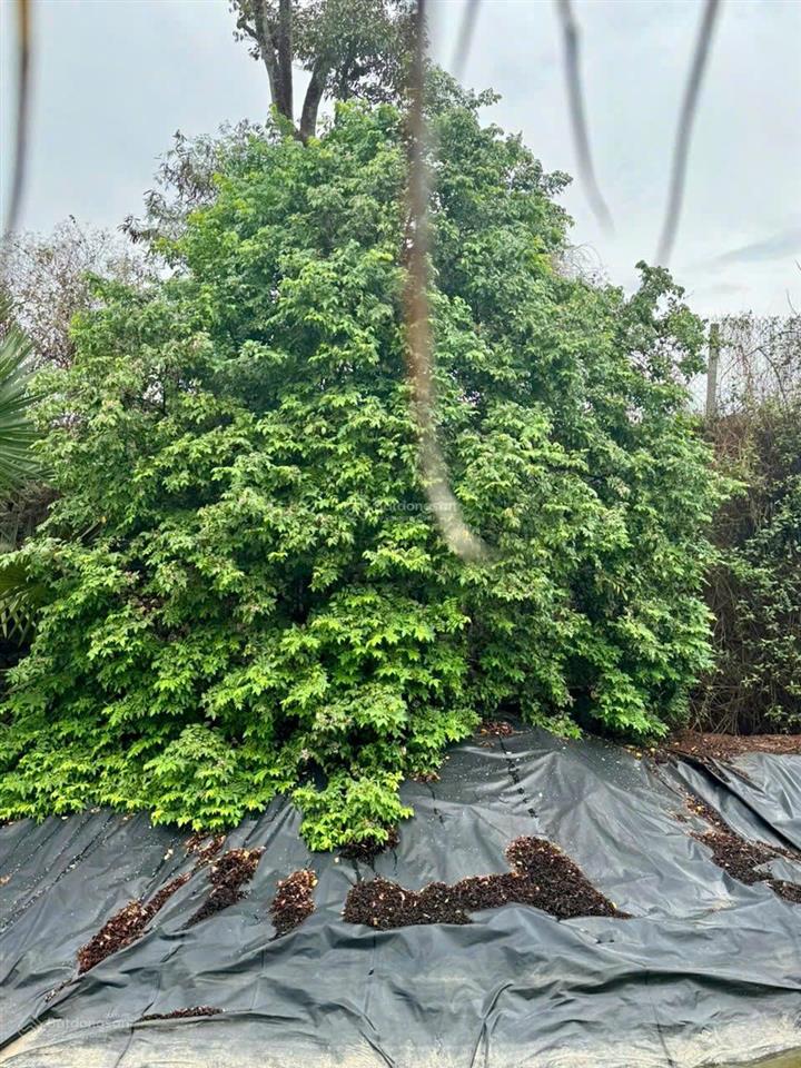 Biệt thự sân vườn 10 tỷ chính chủ bán nhà tại ngãi giao  châu đức  brvt cũ (tphcm cs3)