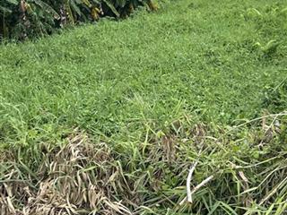 Lô đất 251m2 phù hợp xây nhà vườn 610tr. tại mtđ thích thiện hoà ,lê minh xuân, bình chánh.