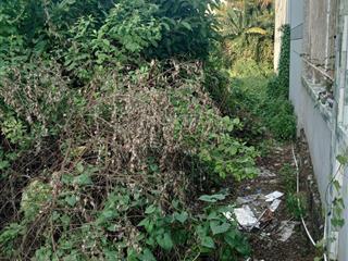 Cần ra nhanh lô đất mtd lộ thầy cai 180m2/640tr. xây dựng tự do , đất thổ cư. thầy cai, p8, bến tre