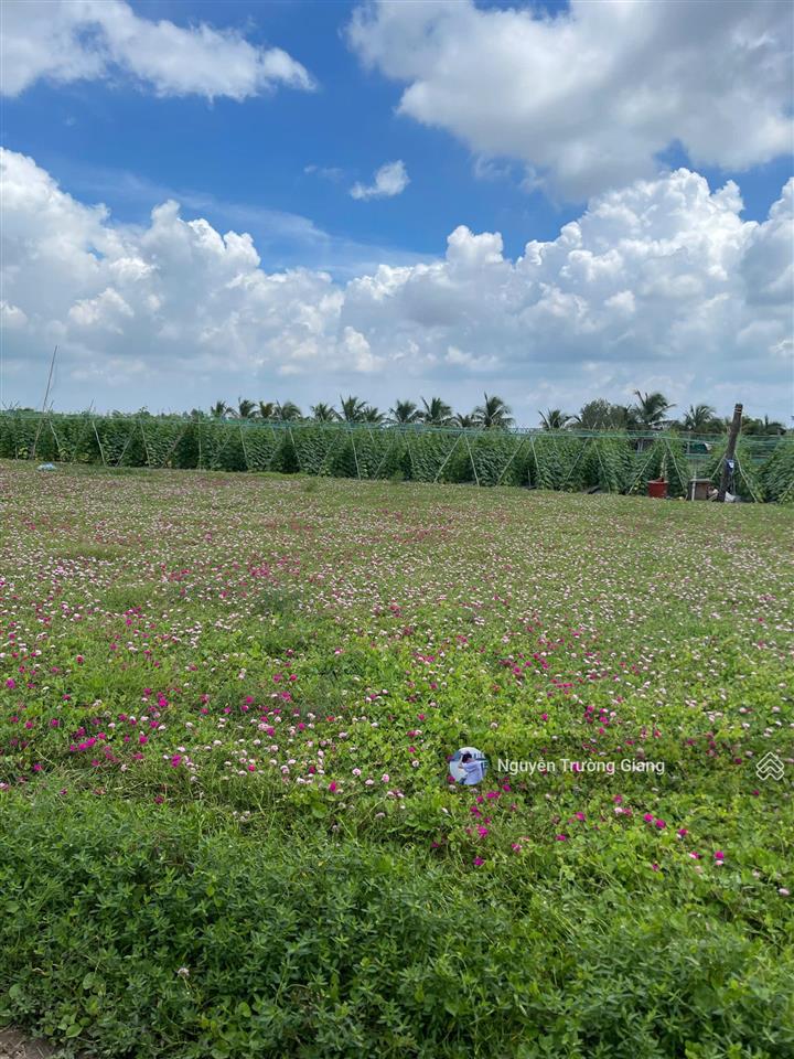 Cần bán gấp đất xã tân điền, gò công đông, tiền giang gần biển tân thành, 150m2/400tr, shr, thổ cư