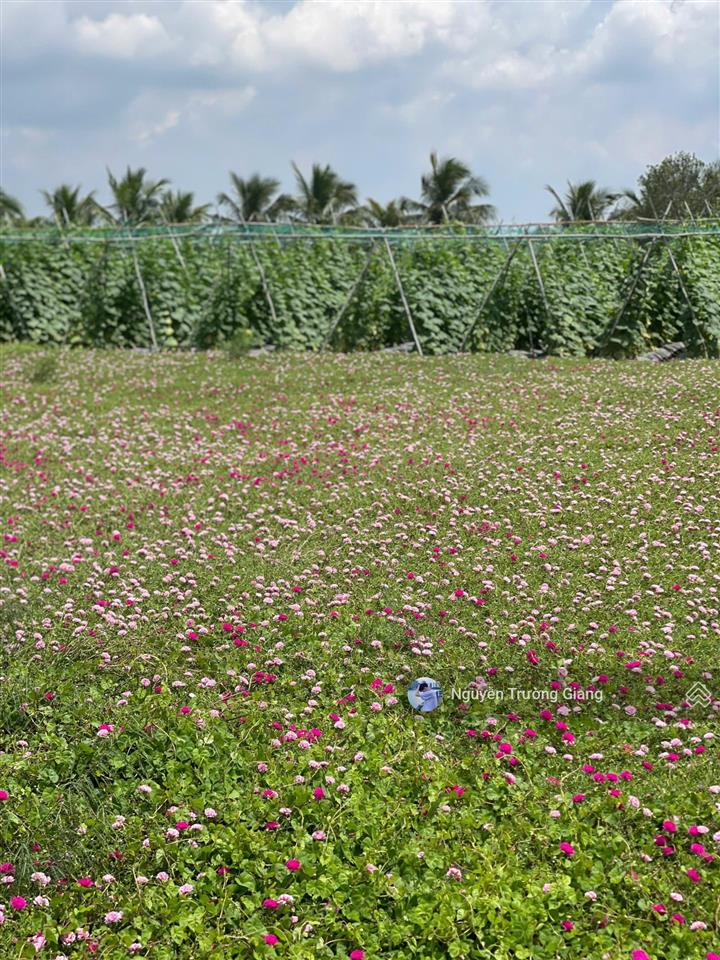 Cần bán gấp đất xã tân điền, gò công đông, tiền giang gần biển tân thành, 150m2/400tr, shr, thổ cư