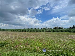 Bán gấp đất xã tân điền, gò công đông, tiền giang gần biển tân thành, 150m2/1,450 tỷ shr, thổ cư