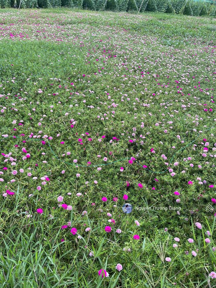 Bán gấp đất xã tân điền, gò công đông, tiền giang gần biển tân thành, 150m2/1,450 tỷ shr, thổ cư