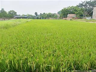 Hiếm  trục chính lệ chi  gia lâm  đầu tư  xây trọ sinh lời  thửa đẹp  ô tô tránh.