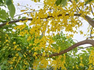 Đất dương xá  an sinh tốt  2 ô tô tránh nhau  sổ vuông vắn  tiện ích vô vàn.