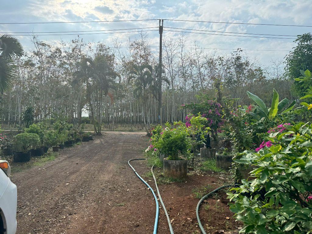 Bán đất trồng cây lâu năm xã Cẩm Đường Long Thành Đồng Nai