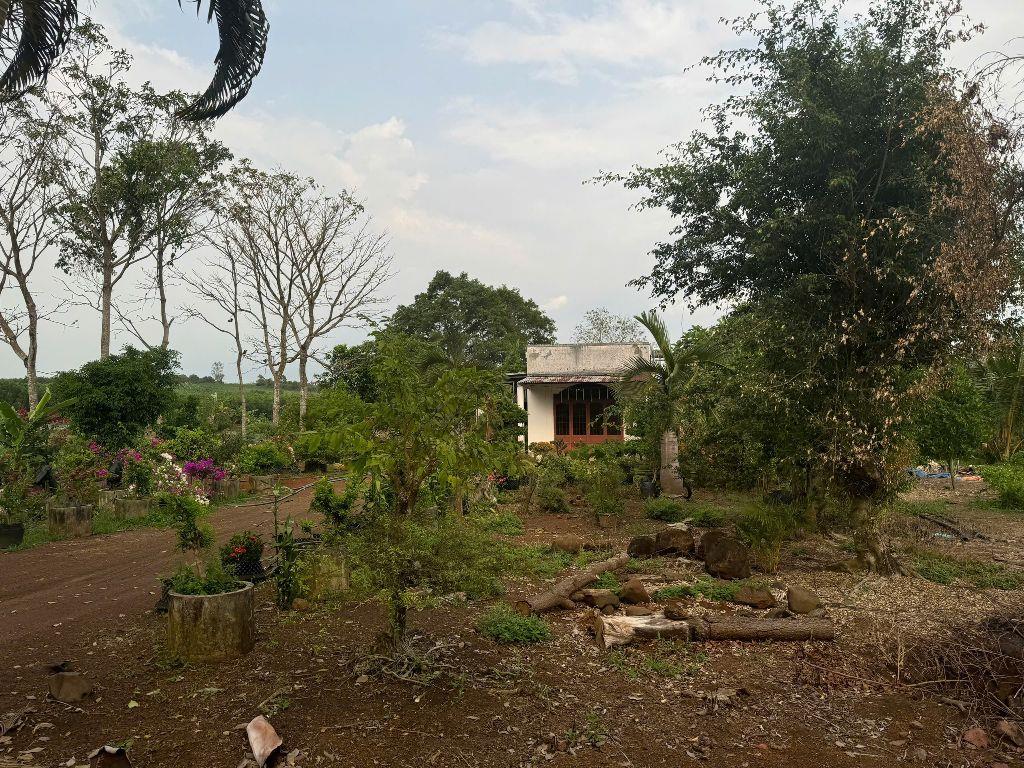 Bán đất trồng cây lâu năm xã Cẩm Đường Long Thành Đồng Nai