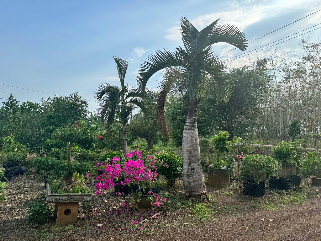 Bán đất trồng cây lâu năm xã Cẩm Đường Long Thành Đồng Nai