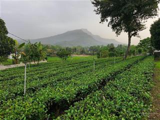 Bán đất đẹp xuất sắc tại xã ba trại, ba vì, hà nội, 6,2 tỷ, 1800m2