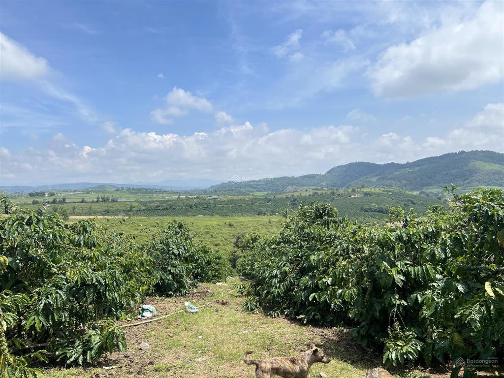 Bán đất tại xã ninh gia, đức trọng, lâm đồng, 2,4 tỷ, 8139 m2
