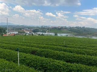 Chỉ 25,88 tỷ có ngay 7400m2 đất gần thác dambri, bảo lộc kế dự án của đôi dép. có 1000m2 thổ cư