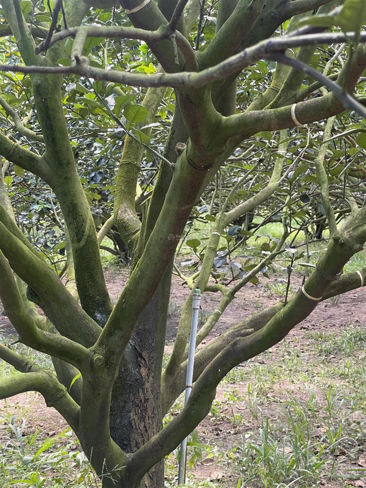 Bán lô đất mặt tiền đường trừ văn thố bàu bàng.sát đường quốc lộ 13 gần kcn bàu bàng