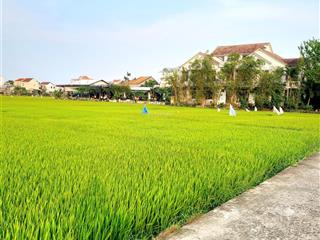 Vài mảnh view lúa view sông cẩm châu, hội an