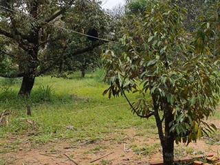 Bán lô đất cửa dương, phú quốc 9000m2 | có 400m2 đất thổ cư, nhà cũ, vườn sầu riêng đang thu hoạch