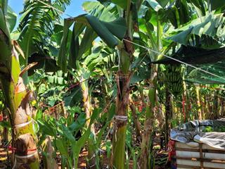 Bán đất vườn tại xã thanh bình, trảng bom, đồng nai, giá ưu đãi 9,9 tỷ, 13.500 m2