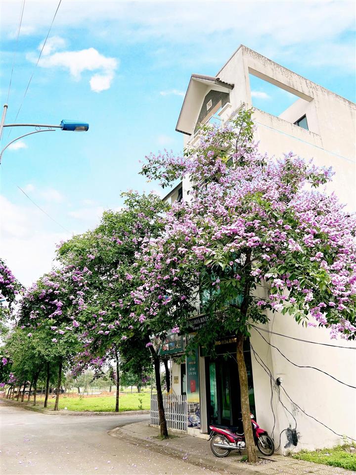 Gia đình có 10 lô đất đất nền dự án hưng hóa city cần bán cắt lỗ thu hồi vốn 85m2  123m  150m2