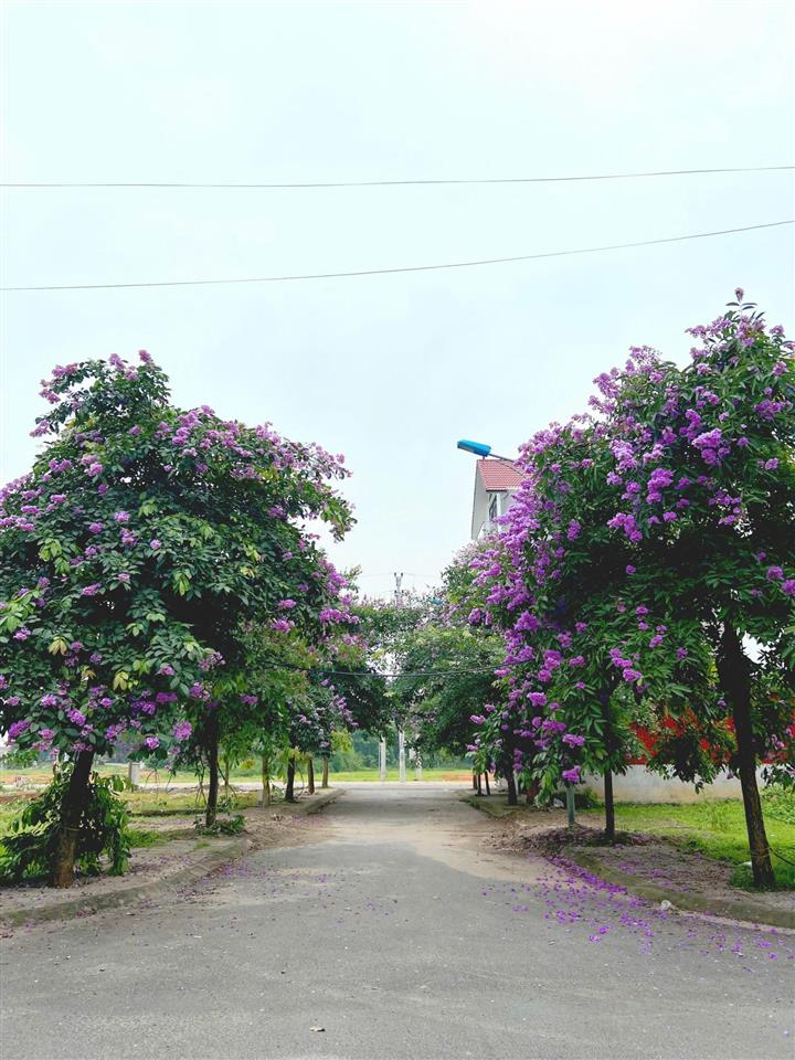 Gia đình cần bán lô góc liền kề 85m2 8,5mx10m mặt tiền rộng giá cắt lỗ