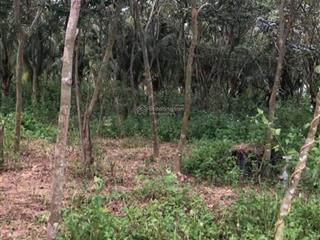 Cần bán 2500m2 đất nông nghiệp ngay trung tâm thị trấn ma lâm, hàm thuận bắc, bình thuận