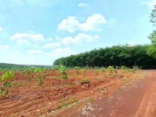 Bán đất sào đồng phú 1000m2 giá 480tr, thích hợp xây xưởng và trồng vườn