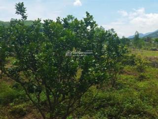 Chính chủ cần bán đất vườn siêu hời tại trung tâm ngã 3 nước nhĩ, khánh phú, khánh vĩnh, khánh hòa