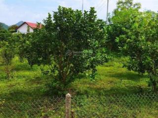 Chính chủ cần bán đất vườn, siêu đẹp ở khánh phú, khánh vĩnh, khánh hòa ngay ngã 3 nước nhĩ