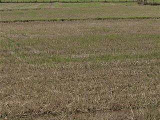 Bán đất tại trung lập thượng, củ chi, hcm, 7,5 tỷ, 1560 m2