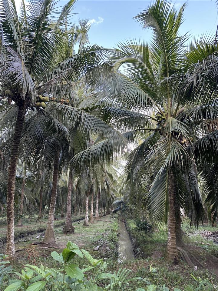 Bán đất mặt tiền đường bê tông 3,5m tại ấp bình đông2  xã hương mỹ  tỉnh vĩnh long