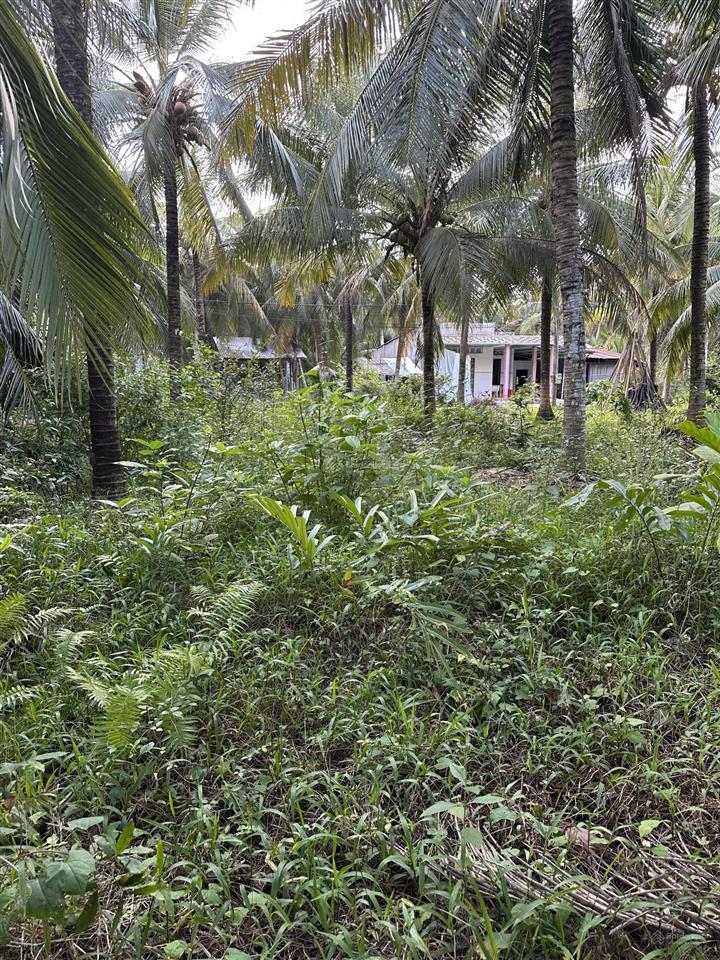 Bán đất mặt tiền đường bê tông 3,5m tại ấp bình đông2  xã hương mỹ  tỉnh vĩnh long