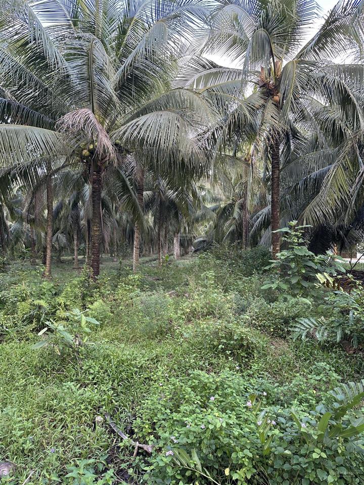 Bán đất mặt tiền đường bê tông 3,5m tại ấp bình đông2  xã hương mỹ  tỉnh vĩnh long