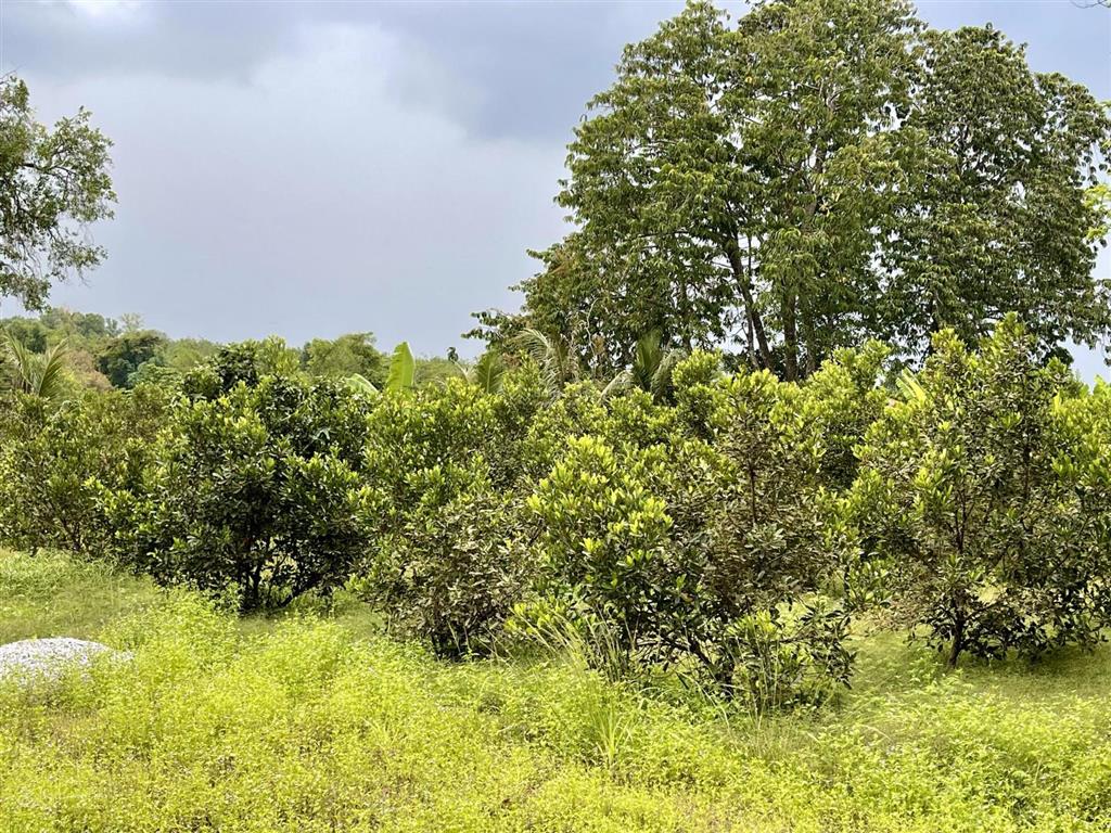 Bán vườn tại xã an nhơn tây, hcm, giá cực chất 5,3 tỷ, 2861m2  thổ cư 95,6m2