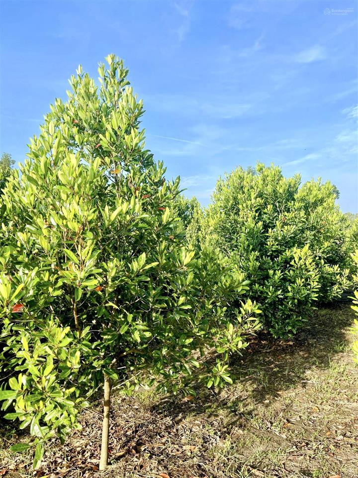 Bán vườn tại xã an nhơn tây, hcm, giá cực chất 5,3 tỷ, 2861m2  thổ cư 95,6m2