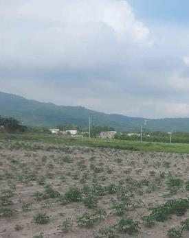 Chính chủ cần bán 165m2 đất tân hòa phú mỹ. nằm ngay hội bài châu pha